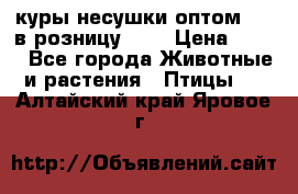 куры несушки.оптом 160 в розницу 200 › Цена ­ 200 - Все города Животные и растения » Птицы   . Алтайский край,Яровое г.